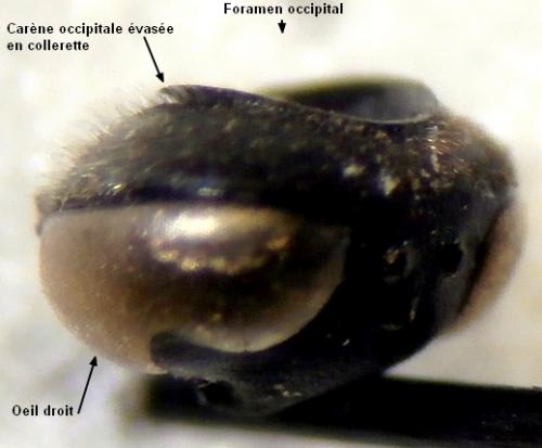 Trypoxylon beaumonti